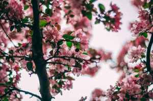 selective focus photo of pink flowering tree