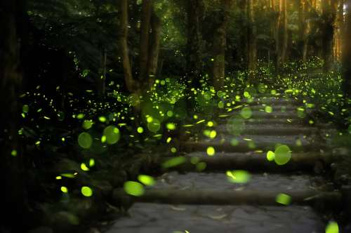 Elkmont-fireflies-lighting-up-in-the-national-park