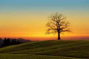 leafless tree on grass field