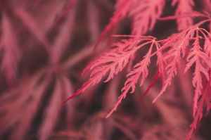 selective focus photography of red leaves