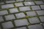 paving stones with moss