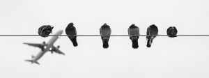 black and grey birds on wire during daytime