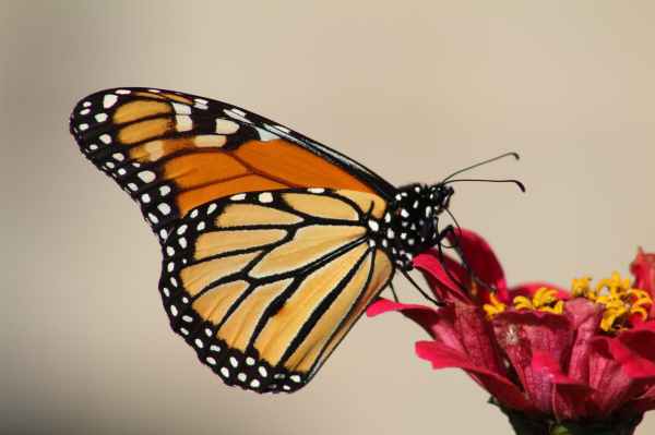 female monarch butterfly perching on red petal flower