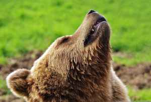 brown bear lying on green lawn grass