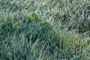 shallow focus photography of grass wit droplets of water