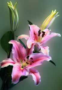 pink tiger lily on bloom