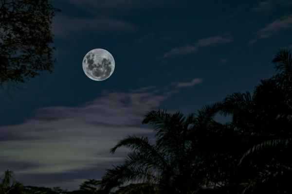 low angle photography of full moon under silhouette of tall trees