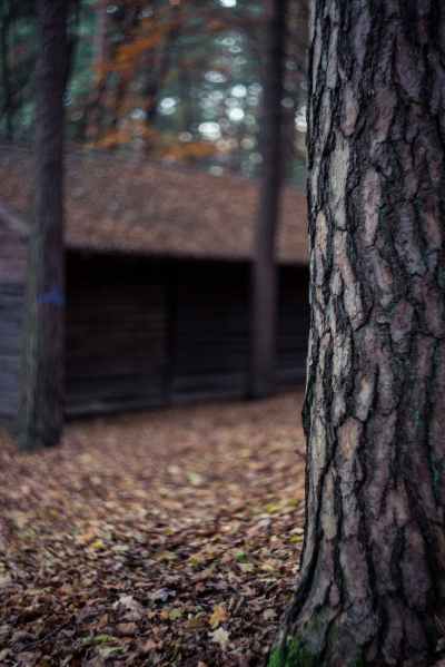 close up photo of tree trunk in forest