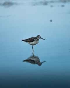 close up of black bird