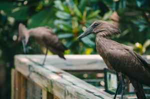 animal animal photography avian balcony