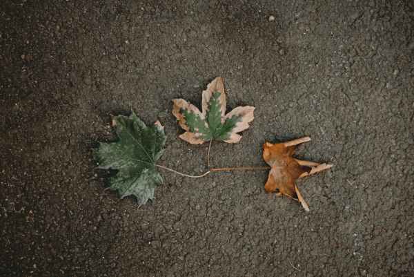 green leaf on black concrete surface