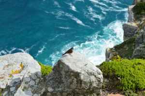 a bird on a rock of a mountain cliff by the ocean
