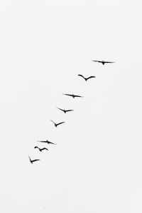 silhouette of flying birds