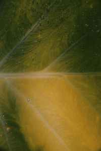 close up photo of leaf