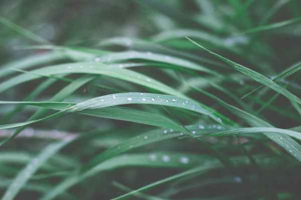 close up photography of green leaf plant