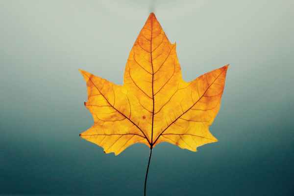 brown leaf