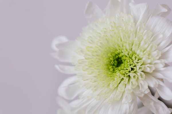 white chrysanthemum flower on white surface