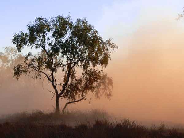 dust tree outback fog