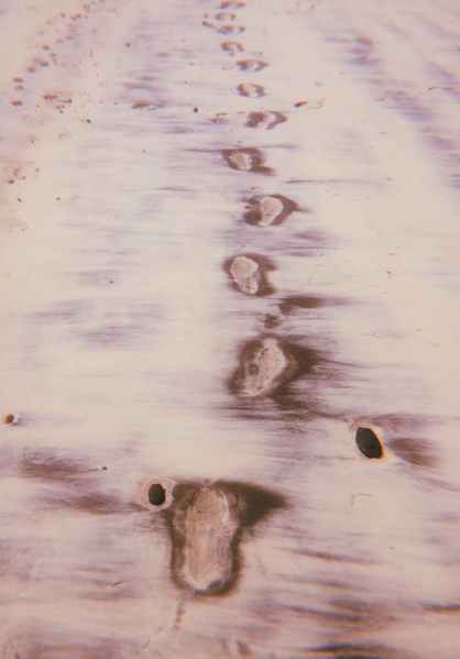 footprints